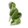 Albahaca