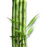 Bambú