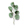 Eucalipto