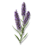 Lavanda