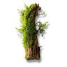 Musgo
