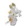 Orquídea