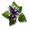 Pachulí