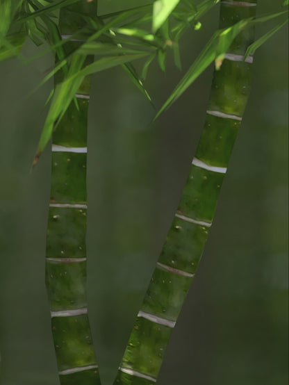 Bamboo Tranquility