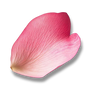 Pétalo de rosa