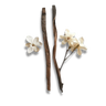 Vainilla