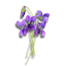 Violeta